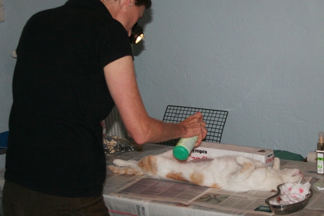 GreekSTRAYS - Cat neutering 